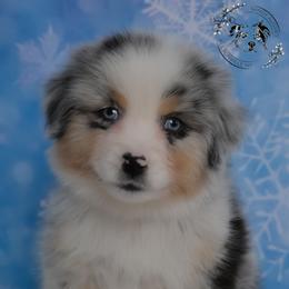 El Salvador - Blue merle male Australian Shepherd puppy in Fultonville, New York from Sandy Aussies & Pomeranians