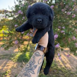 Boy 3 - Black male Labrador Retriever puppy in Escalon, California from Honeyfield Retrievers