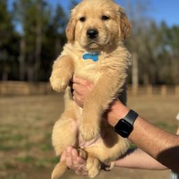 Aqua Girl - Golden female Golden Retriever puppy in Albany, Georgia from Sassafras Goldens