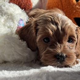 Aussiedoodle and Cavapoo Puppies from Pawsome Aussie Doodles and Oodles