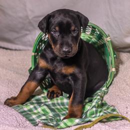Yellow Girl - Red and rust female Doberman Pinscher puppy in Shelby, North Carolina from IronBee Dobermans