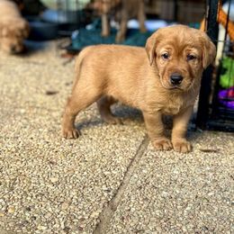 Labrador Retriever Puppies from Yates Family Labs