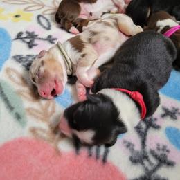 Australian Shepherd Puppies from Grand Ridge Australian Shepherds