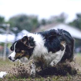 Truly - Australian Shepherd