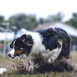 Truly - Australian Shepherd
