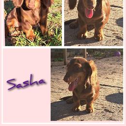 Sasha - Dachshund