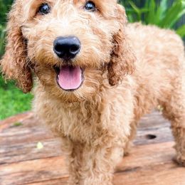 Goldendoodles from Leopard n Lace Doodles