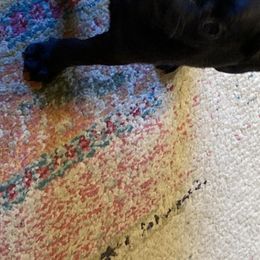 Pug Puppies from Pitter, Patter Pugs