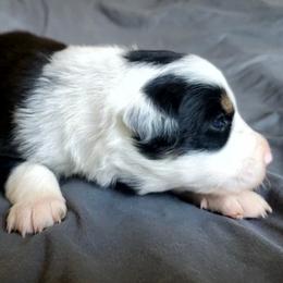 Dodge - Black and white male Border Collie puppy in Montague, California from Flock and Fang