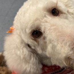 Goldendoodles and Poodles from Natalia Ovalle