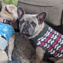 Truffles - French Bulldog