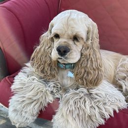 Bella - Cocker Spaniel