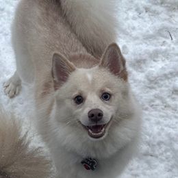 Rocky - Lavender male Pomsky puppy in Green Bay, Wisconsin from OG's Pomskies