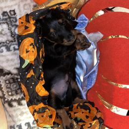 Cavalier King Charles Spaniel and Dachshund Puppies from Cavalier Companions CO.