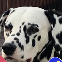 Dalmatians from Apollo Dalmatians