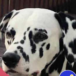 Dalmatians from Apollo Dalmatians