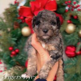 Tigers Eyes - Merle male Bernedoodle puppy in West Jordan, Utah from Doodles Friend