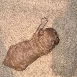 Yorkipoo Puppies from Racquel Smith
