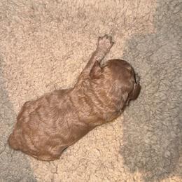 Yorkipoo Puppies from Racquel Smith