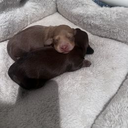 Cora - Chocolate and cream female Dachshund puppy in Sacred Heart, Minnesota from Sacred Dachshunds