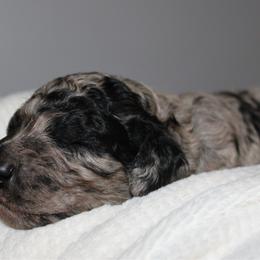 Smokey Quartz - Merle male Goldendoodle puppy in Howard City, Michigan from Doodles and Chaos