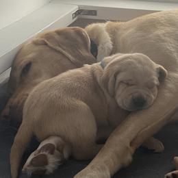 Labrador Retriever Puppies from Sun Ridge Labradors