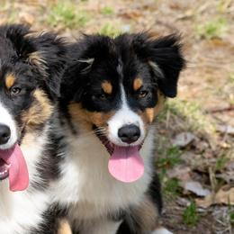 Australian Shepherd Puppies from Echolight Australian Shepherds