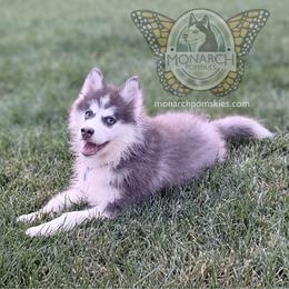Monarch Ricochet - Gray and white male Pomsky puppy in Greeley, Colorado from Monarch Pomskies | Northern Colorado
