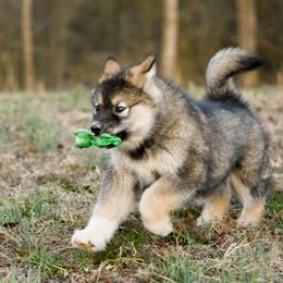Alaskan Malamute Puppies from North Shore Alaskan Malamutes