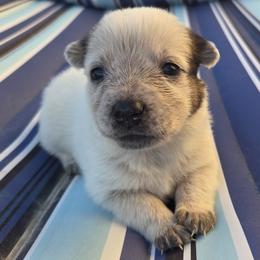 Girl 3 - female Australian Cattle Dog puppy in North Las Vegas, Nevada from Wild Sage Cattle Dogs