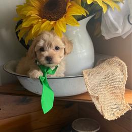 Boy 1 - Apricot male Maltipoo puppy in Cottondale, Florida from Pat’s precious puppies