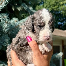 Roy - male Double Doodle puppy in Blue Springs, Missouri from Jeanie’s Doodles