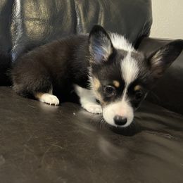 Lillie - Pembroke Welsh Corgi puppy from Gulf Coast Corgis