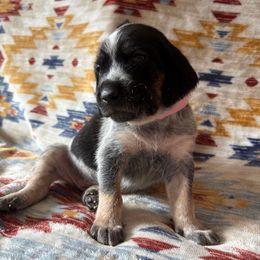 Emmy - Blue ticked and tan female Bluetick Coonhound puppy in Mount Pleasant, Texas from Harmons Hounds