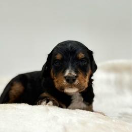 Shinning Armor - Tri-color male Bernedoodle puppy in Clermont, Florida from Shadow Bernedoodles & Dog Training