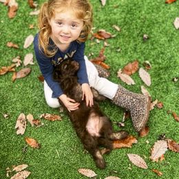 Australian Labradoodle, Cavapoo, and Goldendoodle Puppies from Deer Creek Labradoodles