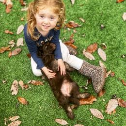 Australian Labradoodle, Cavapoo, and Goldendoodle Puppies from Deer Creek Labradoodles