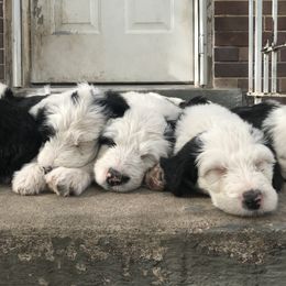 Old English Sheepdog and Sheepadoodle Puppies from Doodlefolk