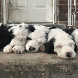 Old English Sheepdog and Sheepadoodle Puppies from Doodlefolk