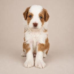 Stetson - Red  male Goldendoodle puppy in Floyd, Virginia from Hearts and Paws Poodles and Doodles