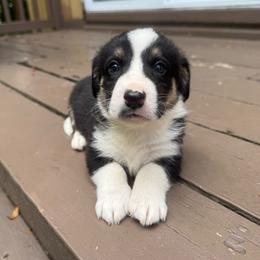 Handsome - Black and white male Cardigan Welsh Corgi puppy in Wekiwa Springs, Florida from It is Corgiland
