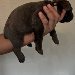 Gray collar - Smokey - Gray male Cane Corso puppy in Vallejo, California from Rico's Cane Corso