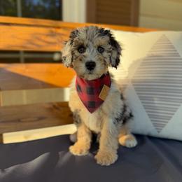 Wade - Blue merle male Aussiedoodle puppy in Sharpsburg, Georgia from Steindoodles