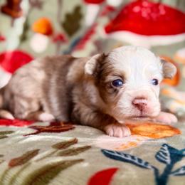 Red Merle girl 2 - Red merle female Miniature Australian Shepherd puppy in Buchanan, Georgia from Stanleyville Farm Mini Aussies