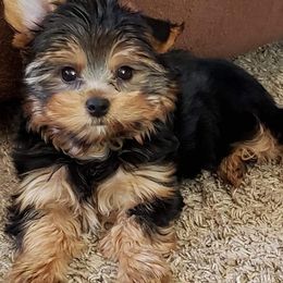 Yorkshire Terriers from Little Munchkin Yorkies