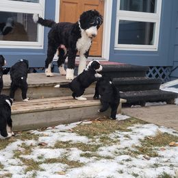 Bernedoodle Puppies from Beloved Bernedoodles of North Dakota