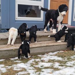 Bernedoodle Puppies from Beloved Bernedoodles of North Dakota