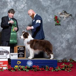 Border Collie and Nova Scotia Duck Tolling Retriever All Grown Up from Avatar