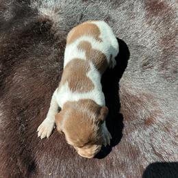 Hazel - Liver roan female German Shorthaired Pointer puppy in Columbia, Louisiana from M&R Breeders