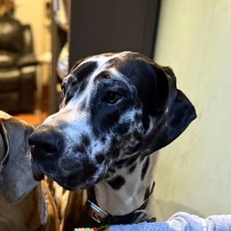 War - Great Dane